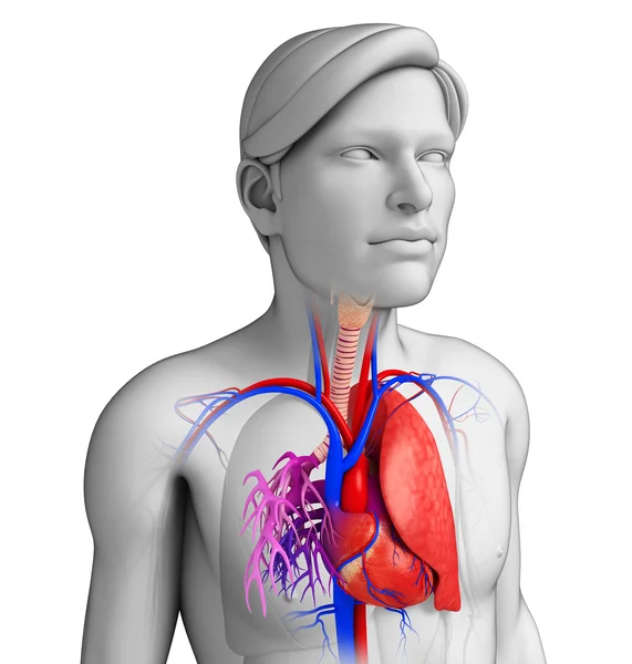 Anatomia polmonare maschile — Foto Stock