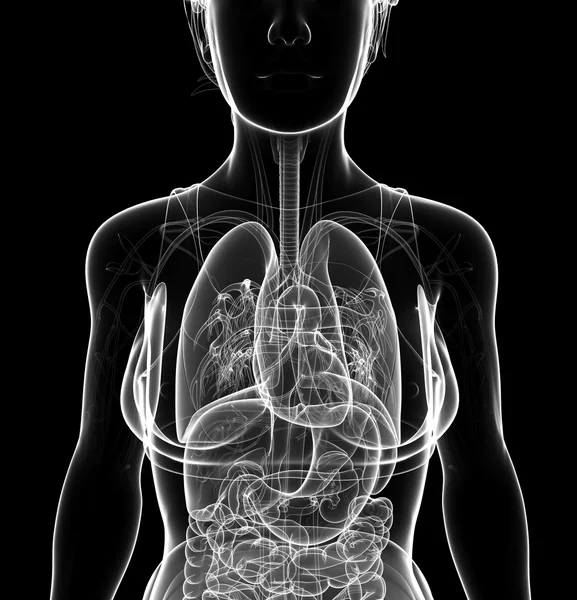 Female x-ray respiratory system artwork — Stock Photo, Image