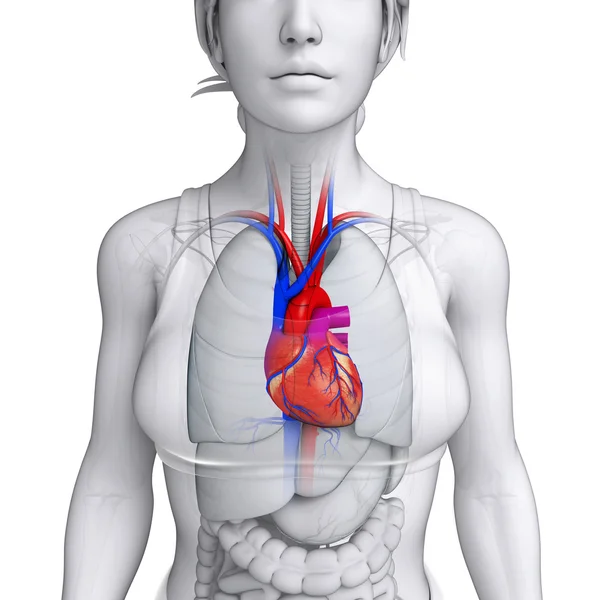 Female heart anatomy — Stock Image Female heart anatomy Stock Image