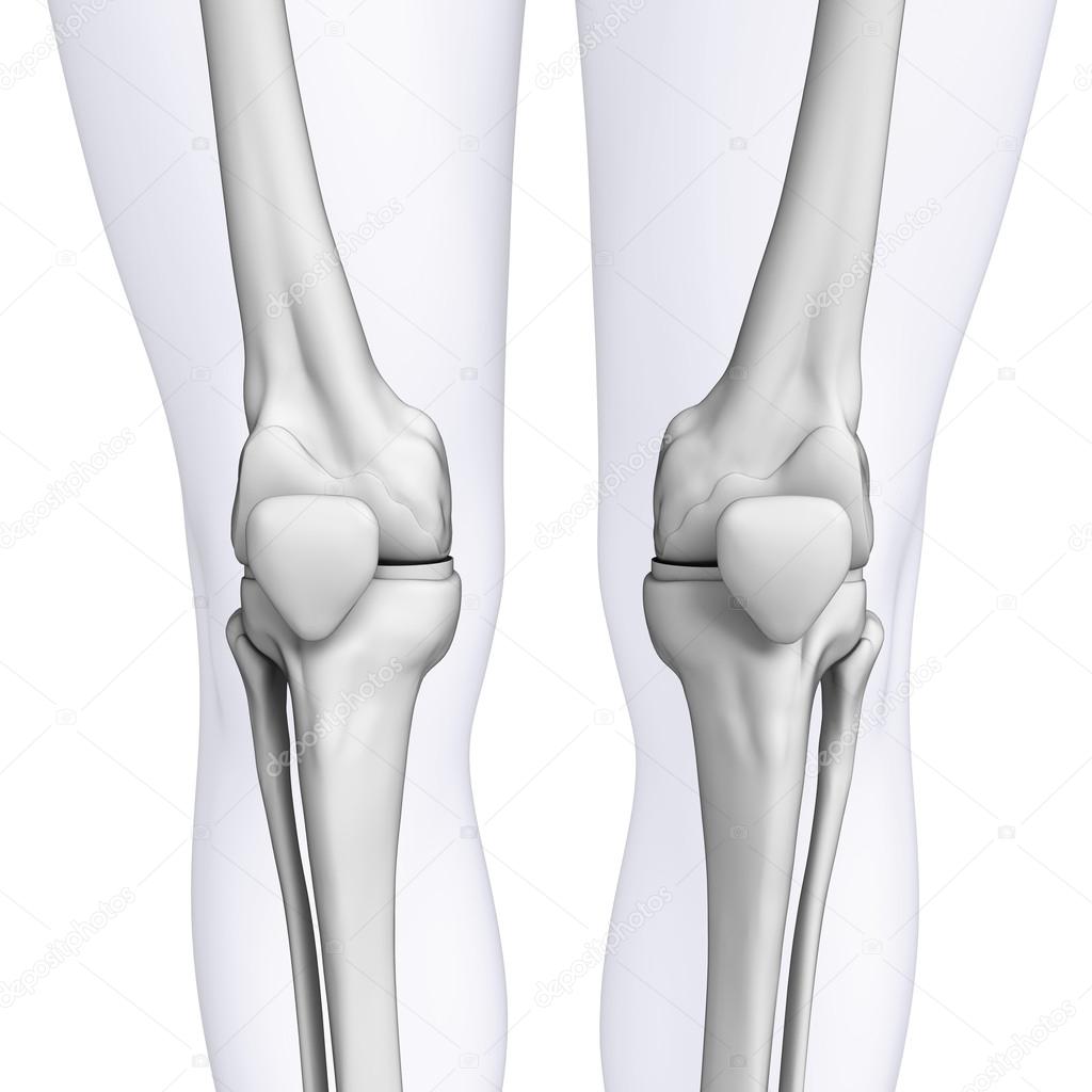 Human knee artwork