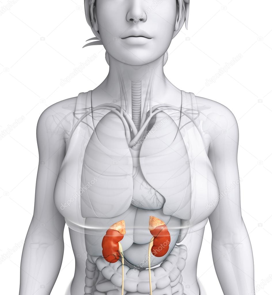 Female urinary system