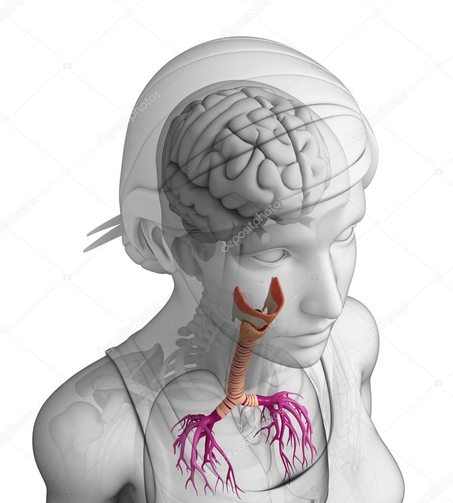  Female throat anatomy