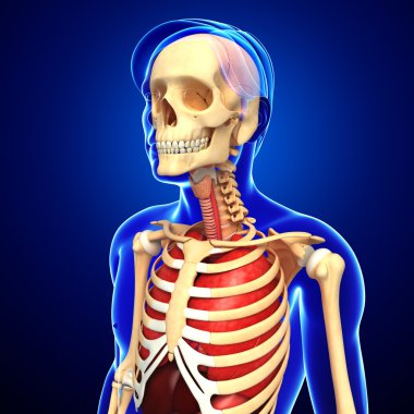 Erkek iskelet ve akciğerleri sanat