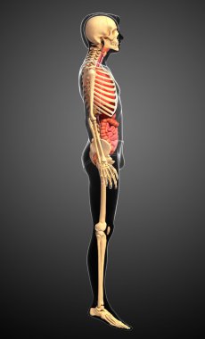  erkek iskeleti ve sindirim sistemi