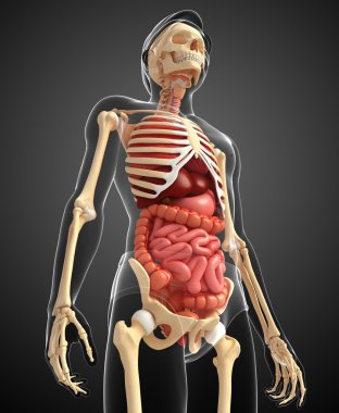  erkek iskeleti ve sindirim sistemi