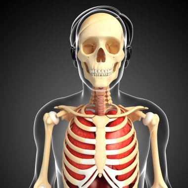 Erkek iskelet ve akciğerleri sanat