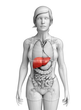  kadın karaciğer anatomisi