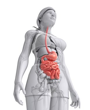 kadın kalın bağırsak anatomisi