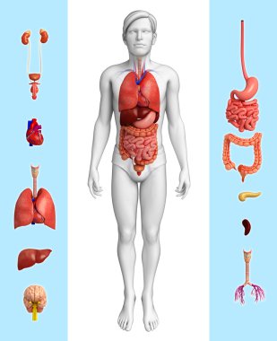 Erkek organ anatomisi