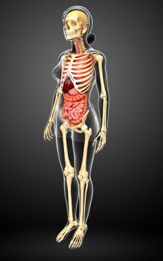 dişi iskeleti ve sindirim sistemi