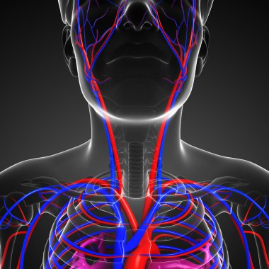 Erkek boyun dolaşım sistemi