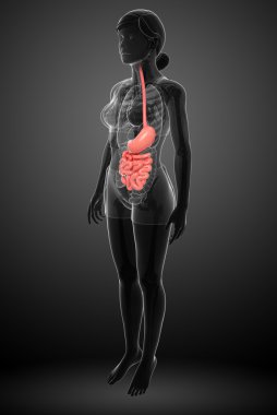 erkek anatomisi ince bağırsak