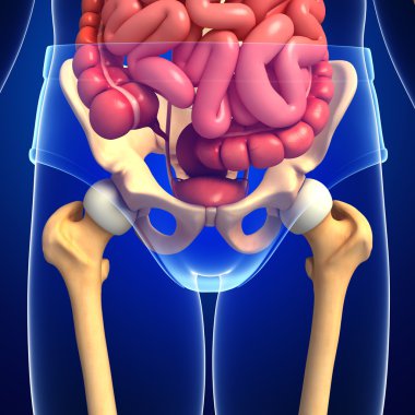  erkek iskeleti ve sindirim sistemi