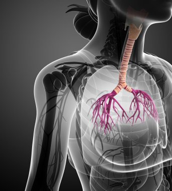  kadın boğaz anatomisi