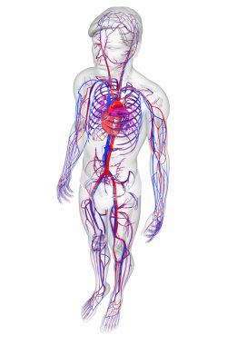 Male circulatory system clipart