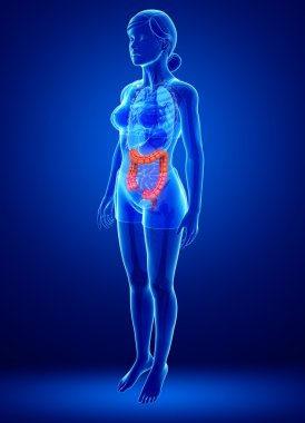 kadın kalın bağırsak anatomisi