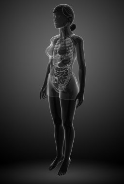  Kadın anatomisi ile sindirim sistemi