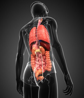 erkek vücudunun sindirim sistemi