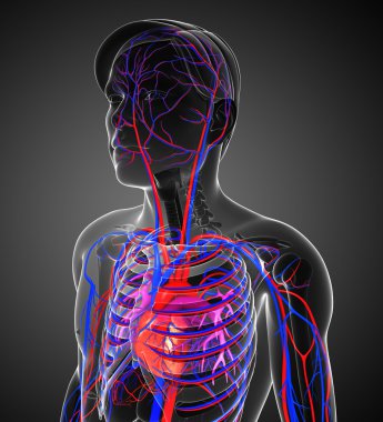erkek kalp dolaşım sistemi