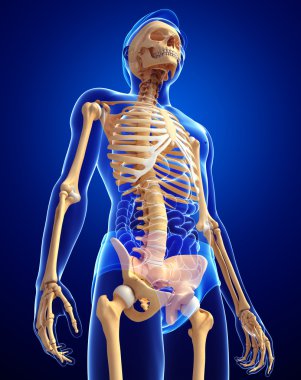 İnsan iskeleti yan görünümü