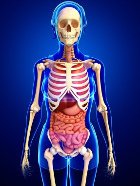 dişi iskeleti ve sindirim sistemi
