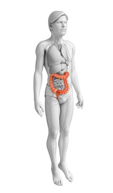 Male large intestine anatomy clipart