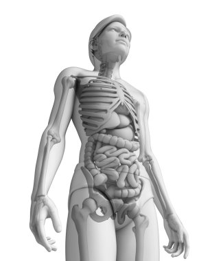 erkek anatomisi, sindirim sistemi