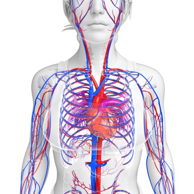 Female circulatory system clipart