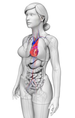  kadın kalp anatomisi