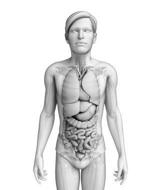 erkek anatomisi, sindirim sistemi