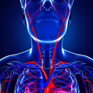 İnsan boyun dolaşım sistemi