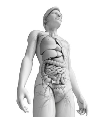 erkek anatomisi, sindirim sistemi