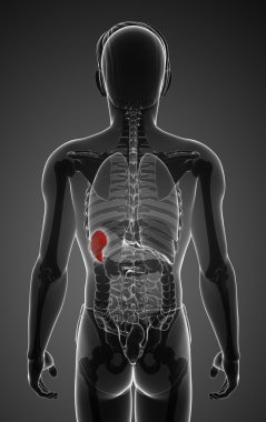 erkek dalak anatomisi