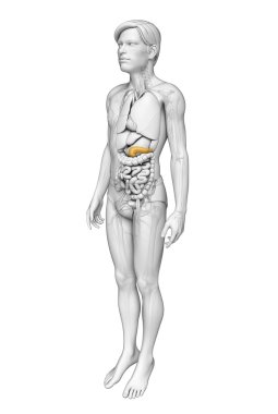 erkek pankreas anatomisi