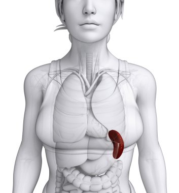 kadın dalak anatomisi