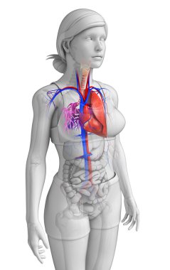  kadın kalp anatomisi