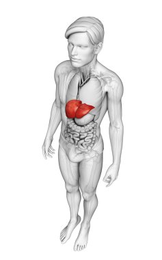 Male liver anatomy