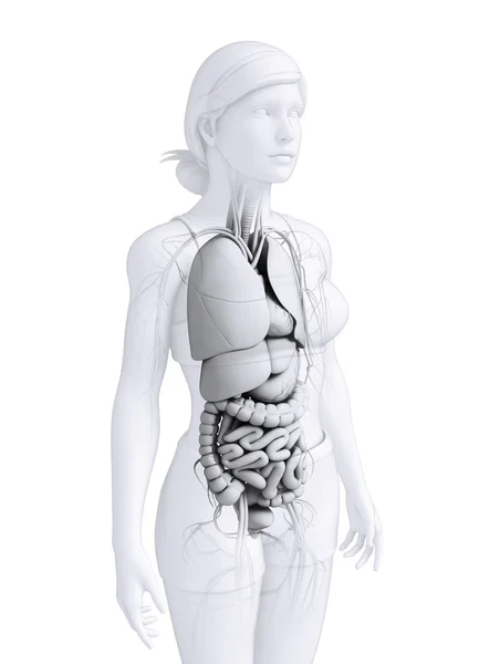 Spijsverteringsstelsel van vrouwelijke anatomie — Stockfoto