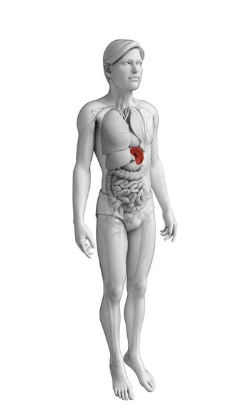 Erkek dalak anatomisi — Stok fotoğraf