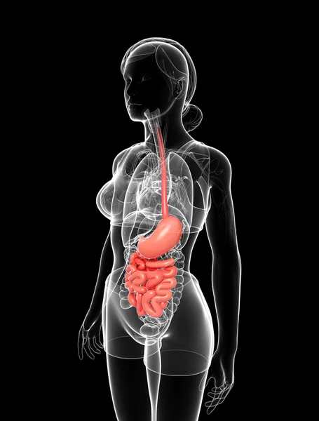 Anatomía del intestino delgado de la mujer —  Fotos de Stock