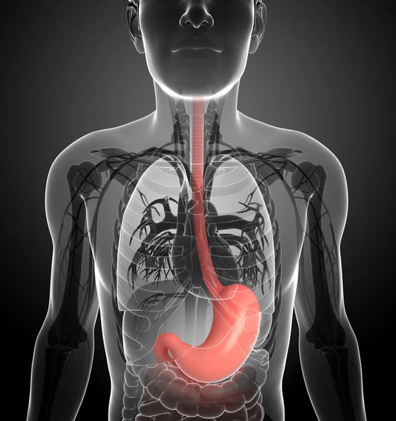 Анатомия желудка у мужчин — стоковое фото
