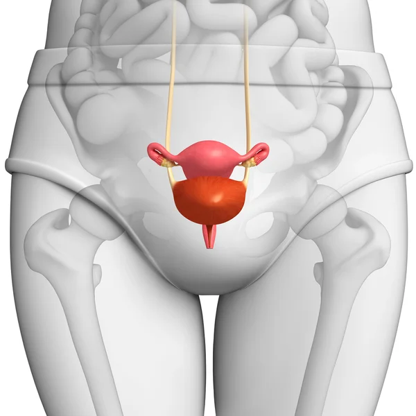 Female urinary system — Stock Photo, Image