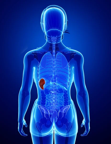 Female spleen anatomy — Stock Photo, Image