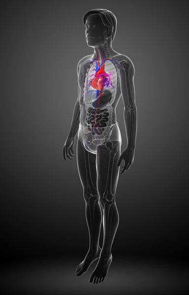 Anatomía del corazón masculino —  Fotos de Stock