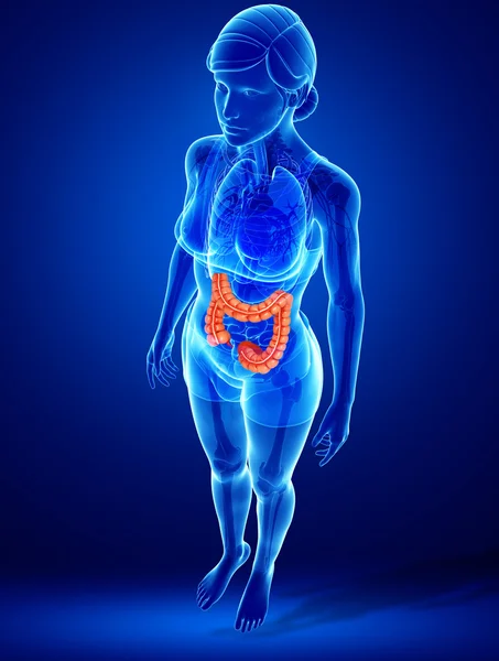 Anatomia femminile dell'intestino crasso — Foto Stock