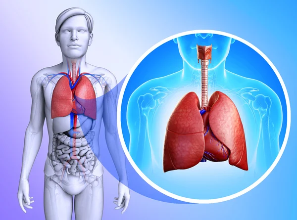 Pulmones masculinos anatomía — Foto de Stock