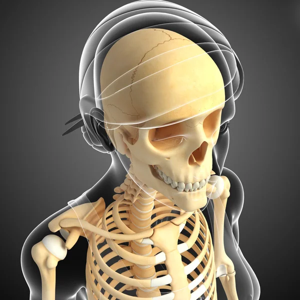 Ανθρώπινο κεφάλι σκελετός έργο τέχνης — Φωτογραφία Αρχείου