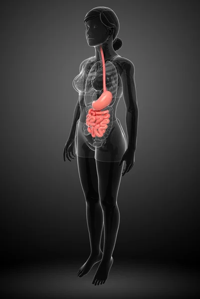 女性的小肠解剖 — 图库照片
