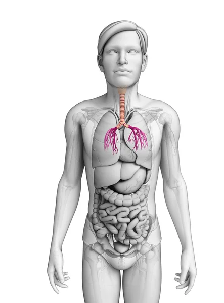 Чоловічий горло Анатомія — стокове фото
