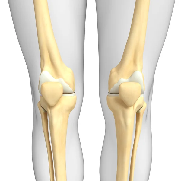 Menselijke knie illustraties — Stockfoto